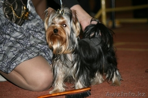 Гламурный Друг- Йорк теперь по доступной цене в вашем городе! #948845