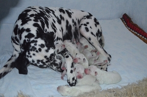 Щенки далматинцы #949786
