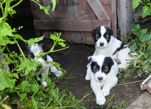 Продам щенков Алабая,  д.р. 12.07.13 #951573