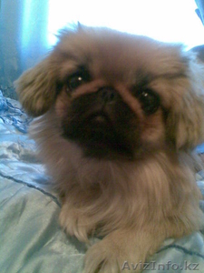 ПРОПАЛА СОБАКА ДЕВОЧКА ПОРОДЫ ПЕКИНЕС КЛИЧКА СИТИ 1 ГОДИК. #951408