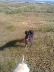 tazy i zena i ushar #949789