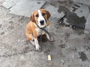 СРОЧНО ПРОДАМ СОБАКУ #946441