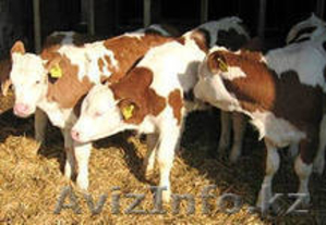 ЗЦМ МОЛОГА-2000 #937323