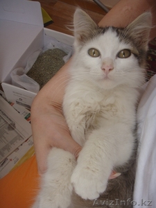 Отдам ласкового котенка с приданым в добрые руки бесплатно #943870