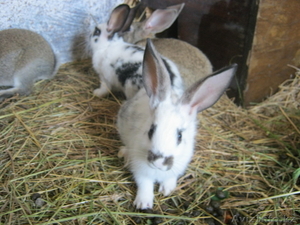 Кролики дешево!!! #940500