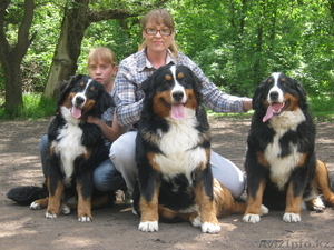 Питомник Бернских Зенненхундов предлагает #944992