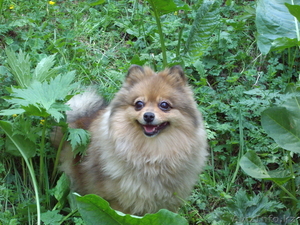 Щенки карликового шпица #949005