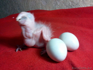 ркчной домашний выкормыш Ара Арлекин  #941034