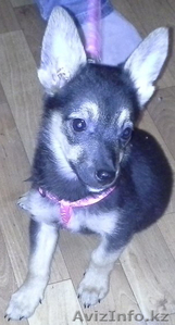 Отдам очень милого щеночка в хорошие руки. #946466