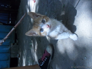 милый друг отдам в хорошие руки ласковую кошечку #945292