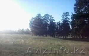 Продам участок земли в лесу в Акколе рядом  Астана! СРОЧНО! #945100