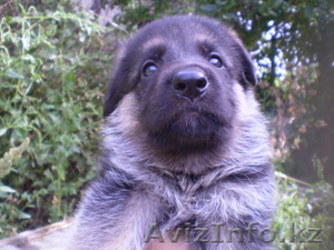 Немецкой овчарки щенки #967477