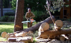 вырубка деревьев #964736