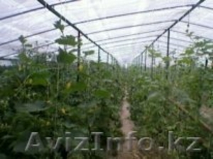 Продажа тепличного хозяйства #956296