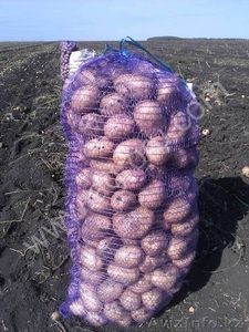 Картофель с поля 2013 (Сандыктау) #958509