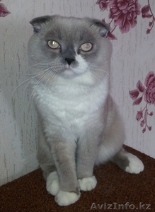 Кот скотишш-фолд ищет невесту #953464