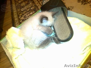 Отдам тайского котенка в добрые руки!!! #960572