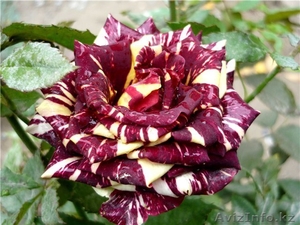 корни роз купить  #962865