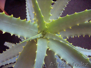 АЛОЭ - лечебно-декоративное растенэ #968284