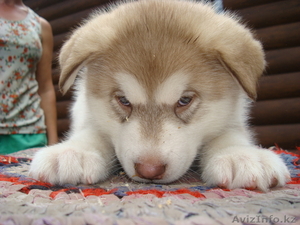 Редкие рыжие щенки Аляскинского маламута #964229