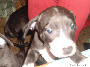 Щенки Американский питбуля #952286
