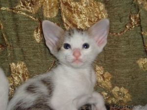 Ориентальные котята #960869