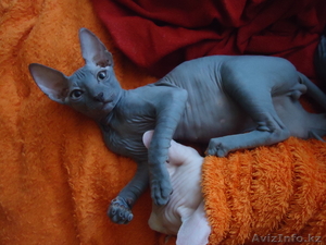 Канадские и Донские сфинксы! #957892