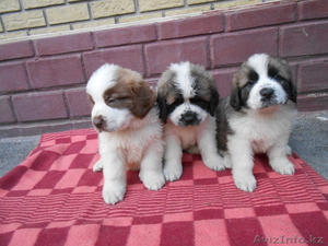 Продажа щенков московской сторожевой #960391