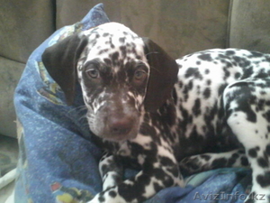 Продам далматинав 2 месяца  #964005