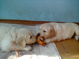 Продам прекрасных щенков голден ретривера #962134