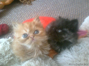 продаются очаровательные персята #964131