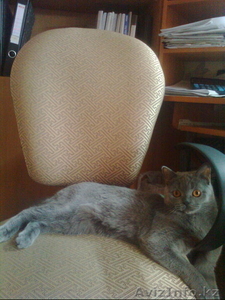 Ищем кота британца для вязки #968213