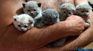 продам шотландских супер котят  #961337