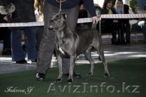 Продаются щенки кане корсо #954129