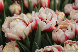 луковицы тюльпанов на выгонку от 33 тенге в наличии  #957574