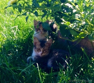 Отдам котят в заботливые руки! #960541