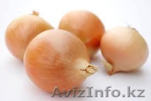 Продам репчатый лук оптом тоннами хорошего качества. Продам репчатый лук оптом т #953685