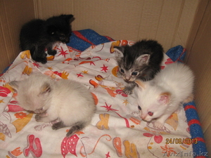 милые,  игривые котят ищут новый дом для себя #955519