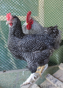 Молодых петушков породы Брама,  плимутрок,  первомайская,  кохинхин,  крос #958559