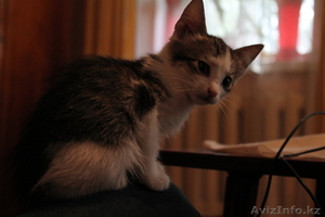 Дарю! Отдам котенка в хорошие руки! #954671