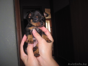 Продам щенка той-терьера мальчика  #962780