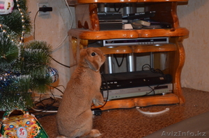 продам вислоухово кролика самец #956240