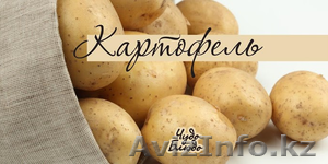 Картофель в большом количестве звонить по телефону 8-777-655-86-20  #957317