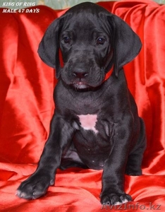 Щенки немецкого дога #955411