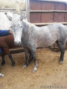 Продам лошадь,  4-года,  цена 450 000 тнг.в п. Ильинка тел.87779562181,    87012406 #960137
