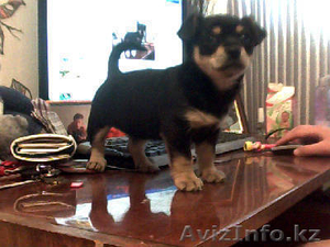 МИЛЫЙ ЩЕНОК В ДОБРЫЕ РУКИ! #963037