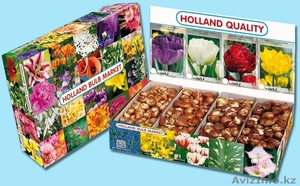 луковицы тюльпанов, лилий, крокусов, нарциссов, гиацинтов, ирисов, лилий, рябчиков и др #957528