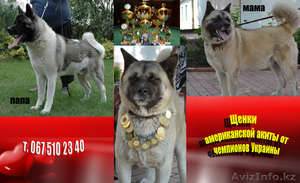 Щенки американской Акиты от чемпионов Украины  #955207