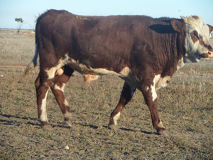 Продам телёнка подсоснго #967123