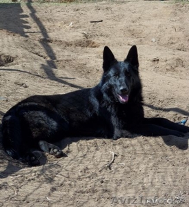 Щенки немецкой овчарки от черных родителей #963853